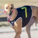 GREYHOUND RACE VEST