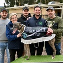 RUG PRESENTATION GREYHOUND