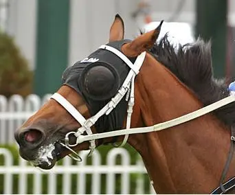 BLINKERS MESH EYES ONLY CUSTOMIZED