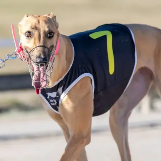 GREYHOUND RACE VEST