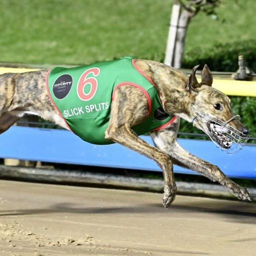 GREYHOUND VEST FEATURE RACE WITH NAMES
